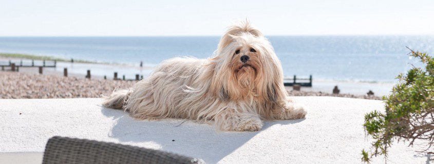 Dog Friendly Holiday Rentals In West Sussex Luxury Beach House